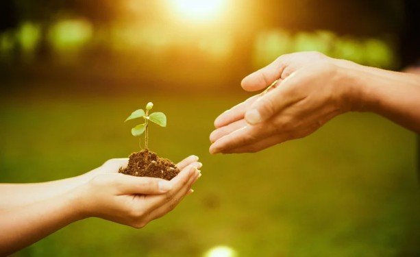 7 Gardening Adjustments for Aching Hands and Knees